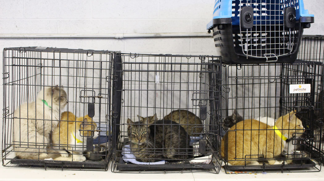 Cat hoarding